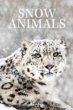 ცხოველები თოვლში ქართულად - Snow Animals