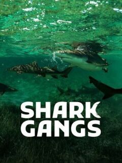 ზვიგენთა ბანდები ქართულად - Shark Gangs