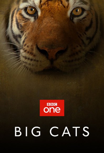 დიდი კატები ქართულად - Big Cats