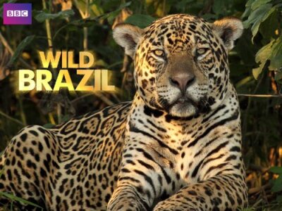 ველური ბრაზილია ქართულად - Wild Brazil