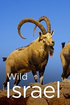 Wild Israel