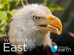 Wild Wild East