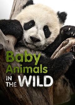 Baby Animals