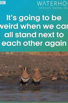 Waterhole: Africas Animal Oasis