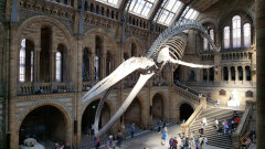Natural History Museum: World of Wonder