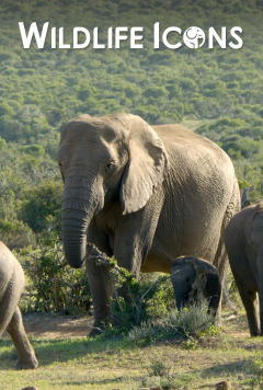 Wildlife Icons