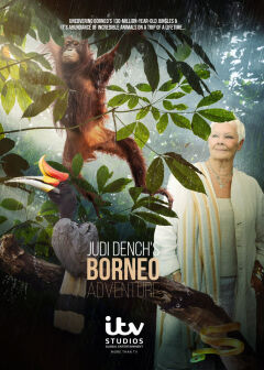 Judi Denchs Wild Borneo Adventure