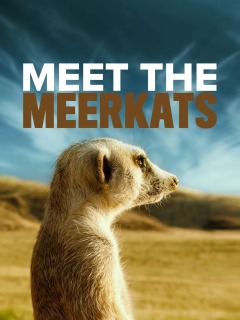 Meet the Meerkats