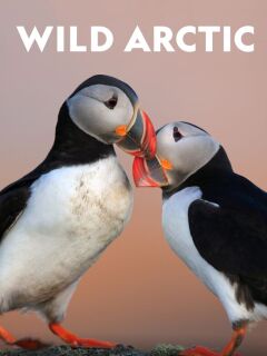 Destination Wild: Wild Arctic