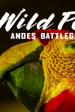 Wild Peru: Andes Battleground