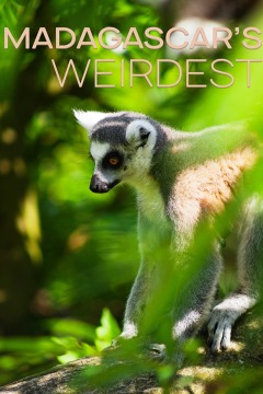 Madagascar Weirdest