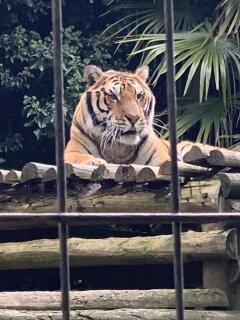 Britains Tiger Kings - On the Trail with Ross Kemp