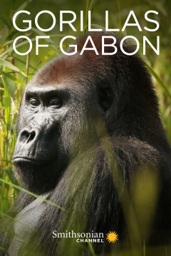 გაბონის გორილები ქართულად - Gorillas of Gabon