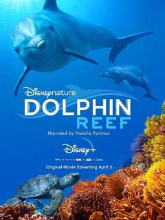 დელფინ რიფი ქართულად - Dolphin Reef